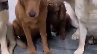 Dogs give up their friend