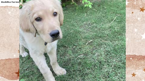 Free Free Adoption Golden Retriever puppies 🔥🔥