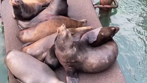 A Glimpse Of The Oregon Coast With Some California Sea Lions Talking Politics - We Can Have Fun Too!