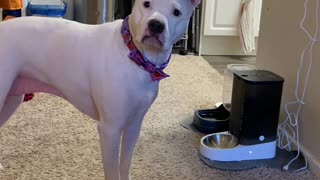 Distraught Doggo Thinks Automatic Feeder Is a Toy