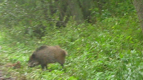 Wild boars on the Curonian spit, Russia