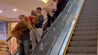 Parade of Golden Retrieves Descend Escalator