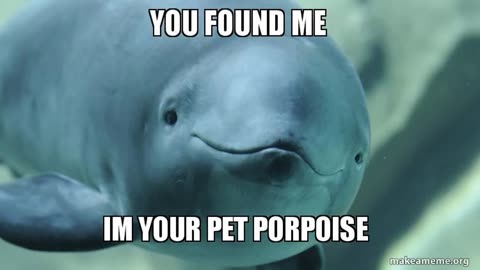 The Journey To Finding My Porpoise