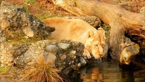 Lion_animal video