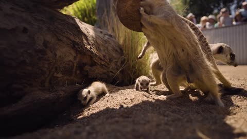 Meerkat babies