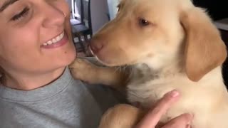 Sleepy Lab Puppies Have Big Yawns