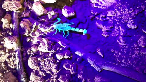 Finding scorpions with an ultraviolet torch