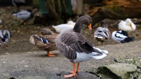 Beautiful geese birds