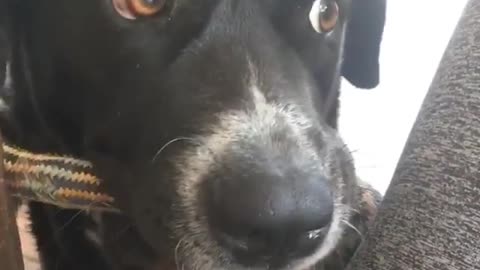 My Cute Dog Has Some Silly Moments - Black Labrador X Boarder Collie