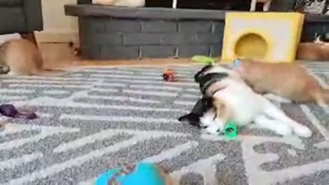 kitten, mother cat and some puppies familiar playing, rumbling video