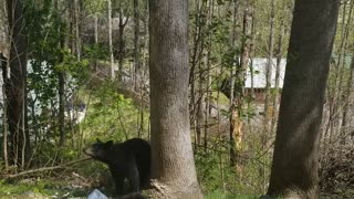 Mama Bear and Cubs Visit Luxury Cabin