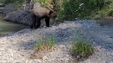 Close Encounter with Grizzly Bears in Kitimat