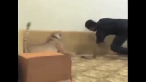 Pushing a friend towards a cheetah prank