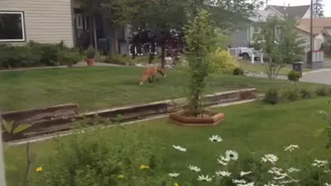 fox playing with dogtoy