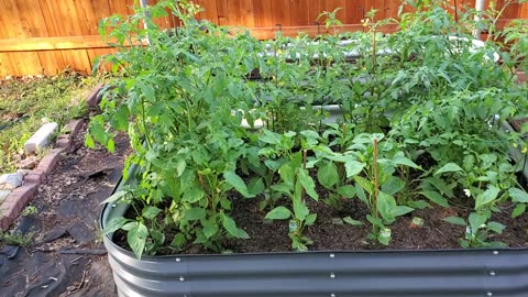 Homestead garden utilizing multiple raised beds *Part #27.5