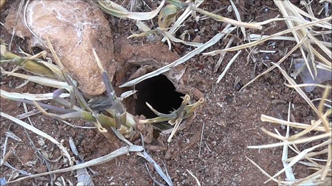 Wolf Spider Gets Afternoon Evictions