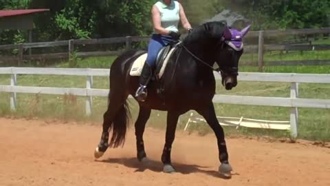 Walk/trot/canter Dressage 2021/2021