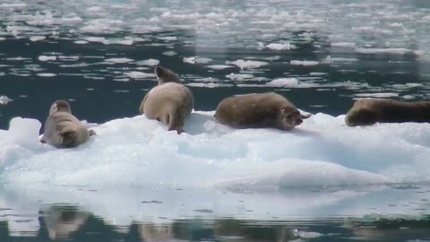 Cute Sea lions are ready to hunt fish in the water in Antarctica