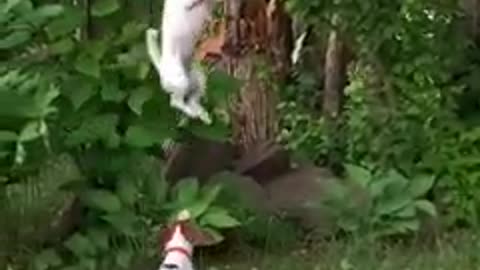 Dogs jump