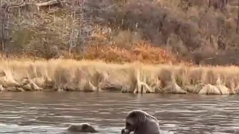 Bear fishing on Sakhalin