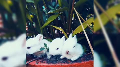 Wild Natural Rabbit Food - What Do Wild Rabbits Eat - Raising Meat Rabbits