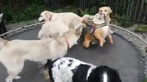 Dog party takes place on trampoline