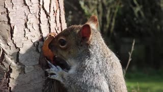 Squirrel Eating From Tree Trunk