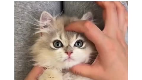 cute cat 🐈