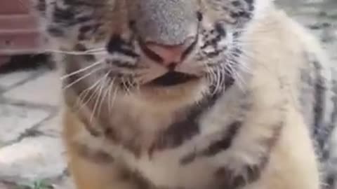 Cute tiger cub plying_____