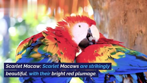 Meet the Most Famous Parrots in the World"