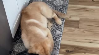 Golden Retriever Puppy Being Friendly to Roomba