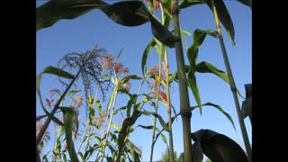 Restoring Harmony Broomcorn Sept 2021