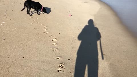 Adorable Dog Plays Game with the Sea