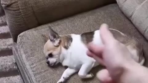 Cute chihuahua acting