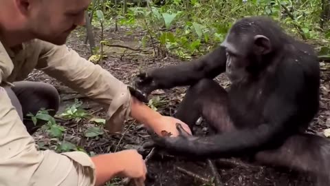 ##CUTE CHIMPANZEE HEART TOUCHING VIDEO ##SPECIAL PART