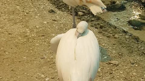 Beautiful birds in Sharjah Wild Life Aviary Section