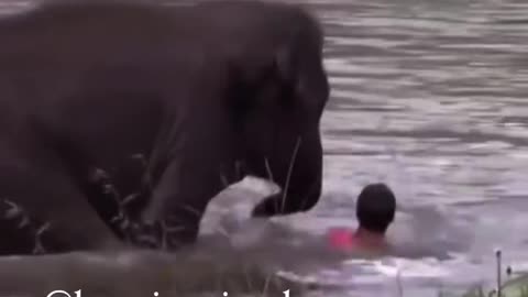 Baby elephant saved human from river.