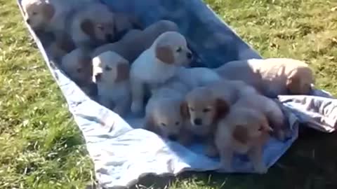 Puppies take a taxi ride
