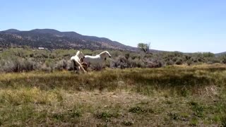 Relax with WILD HORSES (Mustang) & Music