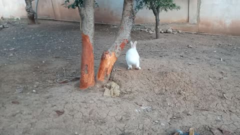 This bunny has eaten the stump of the tree