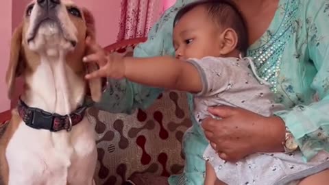 Baby and dog videos are my favourite