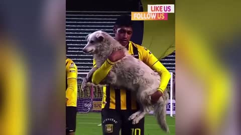 A gentle dog sweep of soccer matches in Bolivia