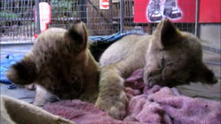 Cachorros de león hacen todo lo posible por mantenerse despiertos