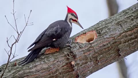 Pileated Woodpeckers at 1_5 speed in Pittsburgh's Frick Park