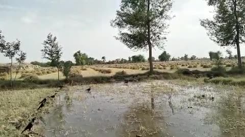 crows in wheat field