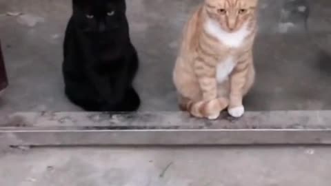 two cats are waiting for my return#pet #fyp #viral #animals #funny #lol #fypシ #funnyvideos #foryou