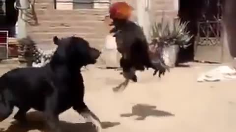 Watch the clash between dog and rooster