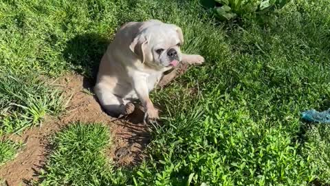Chunky Dog Gets Stuck in Hole