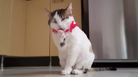The Most Adorable Cat Washing Routine You Will Ever See