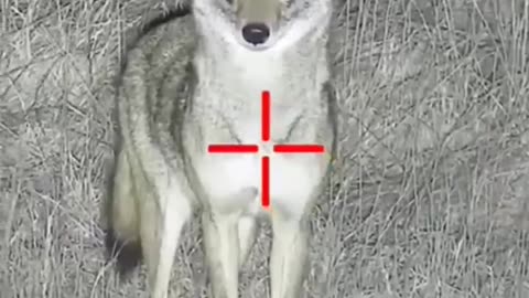 Coyotes Hunting || Wild Animals Hunting